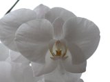 IMG_8864.CR2