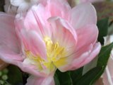 IMG_8868.CR2