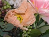 IMG_8874.CR2