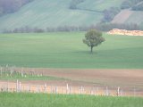 IMG_8918.CR2