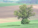 IMG_8927.CR2