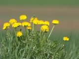 IMG_8935.CR2
