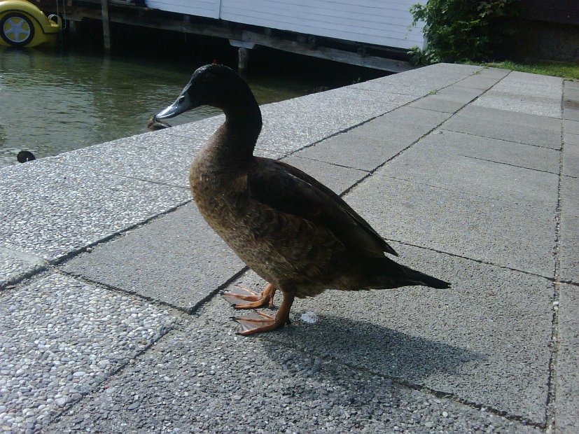 IMG00262-20100713-1013