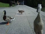 IMG00265-20100713-1014.jpg