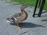 IMG00266-20100713-1020.jpg