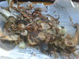 IMG00291-20101015-1711.jpg