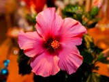 IMG_0904.jpg