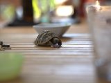 IMG_0277.CR2