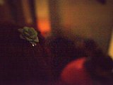 IMG_0011.CR2