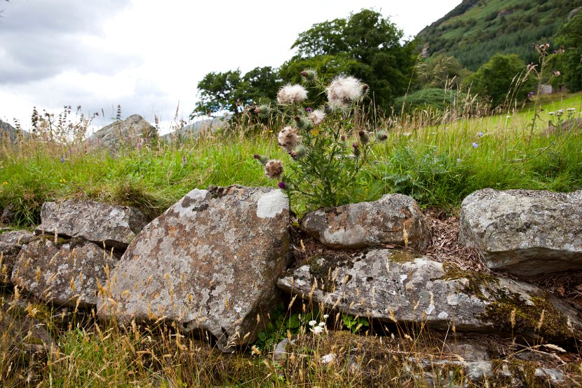 Schottland_201