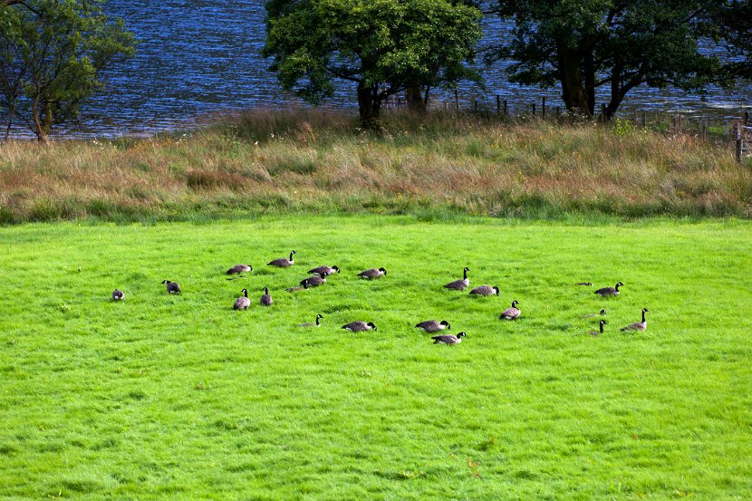 Schottland_232