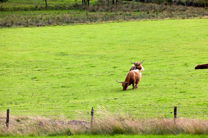 Schottland_233
