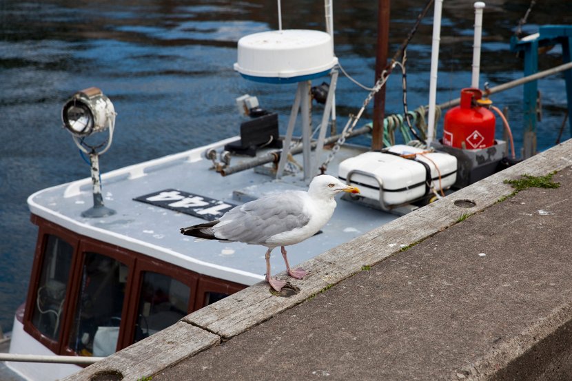 Schottland_314