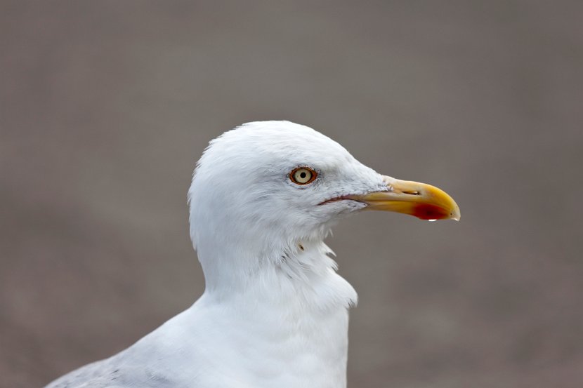 Schottland_318