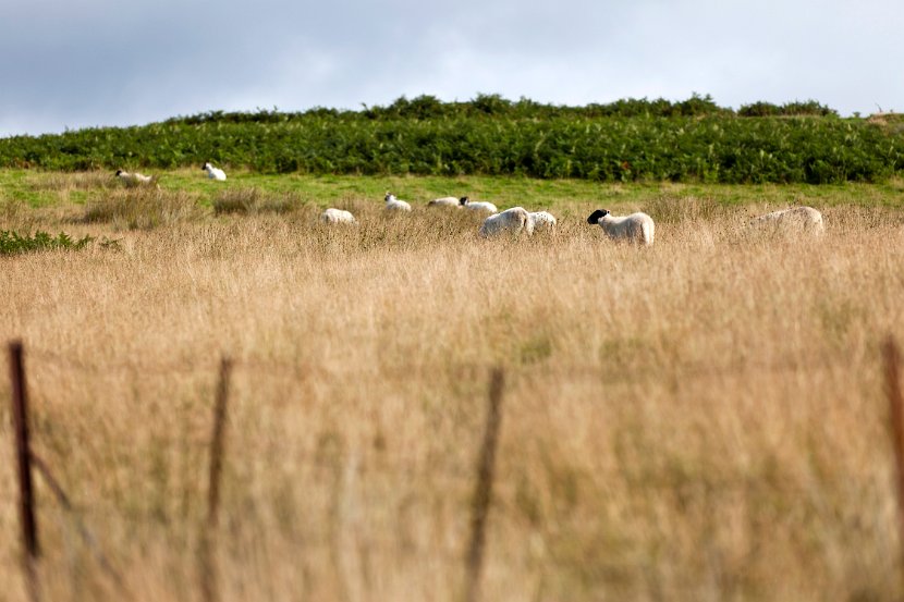 Schottland_435