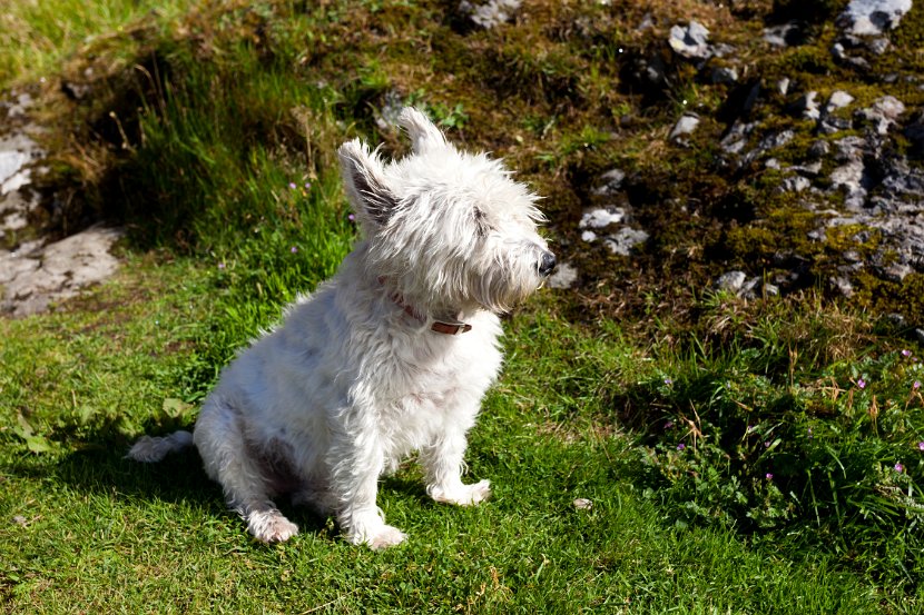 Schottland_450