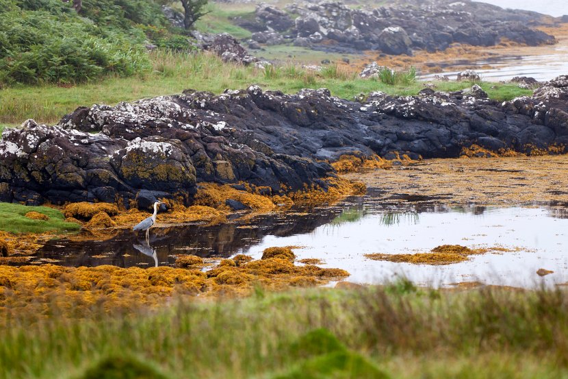 Schottland_499