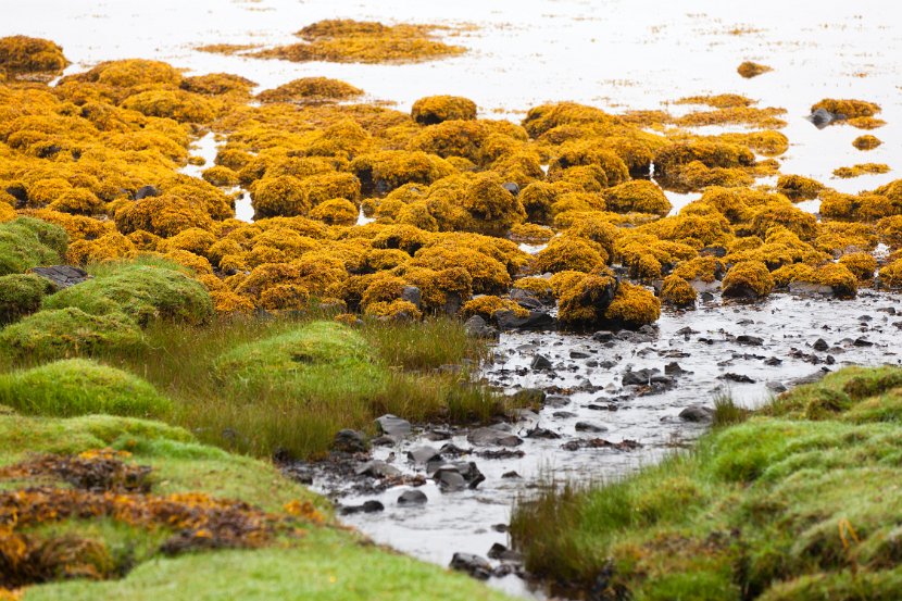 Schottland_502