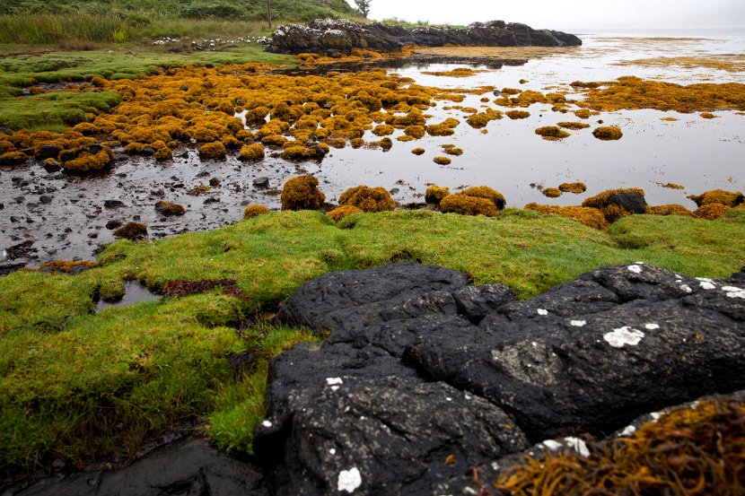 Schottland_504