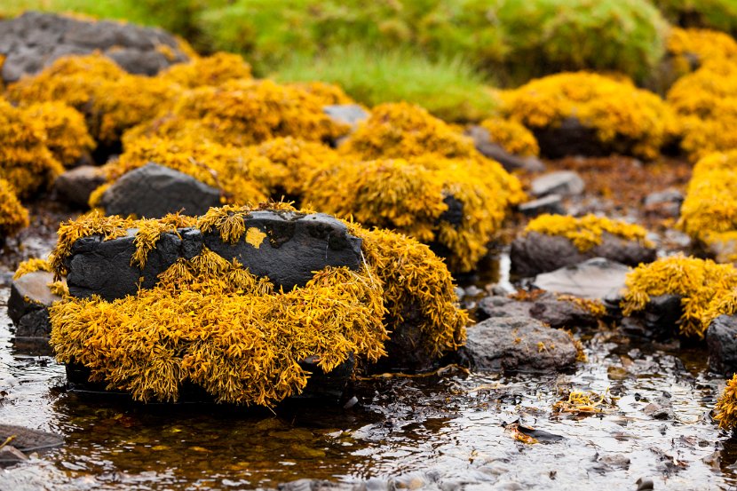 Schottland_507