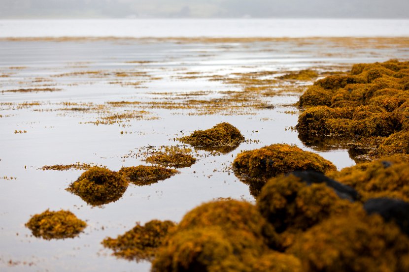 Schottland_510