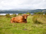 Schottland_053.jpg