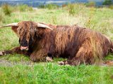 Schottland_054.jpg