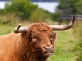 Schottland_055.jpg