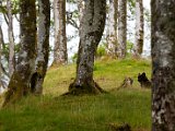 Schottland_084.jpg