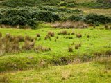 Schottland_109.jpg