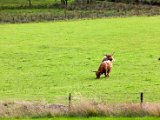 Schottland_233.jpg