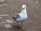 Schottland_317.jpg