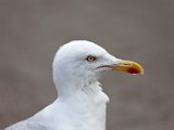Schottland_318.jpg
