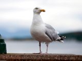 Schottland_340.jpg