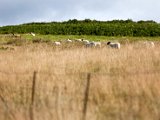 Schottland_435.jpg