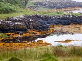 Schottland_499.jpg