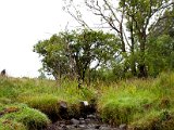 Schottland_513.jpg