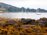 Schottland_558.jpg
