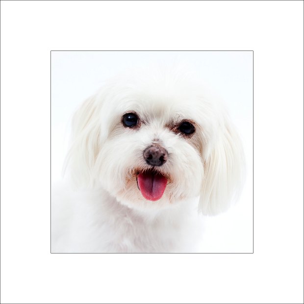 IMG_4236 dog