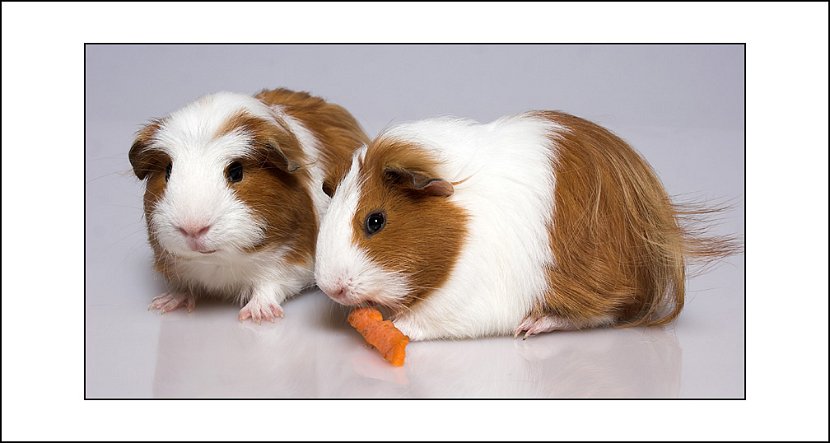 Kleine Schweine