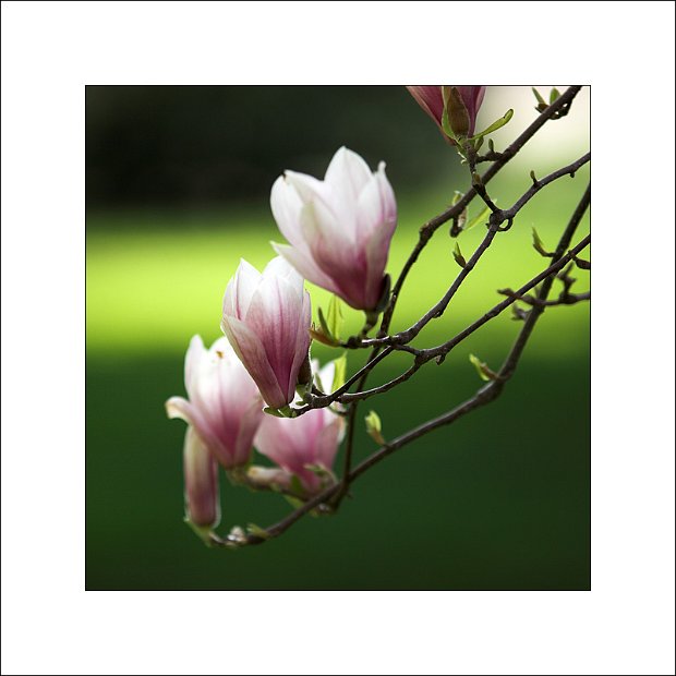 Magnolie