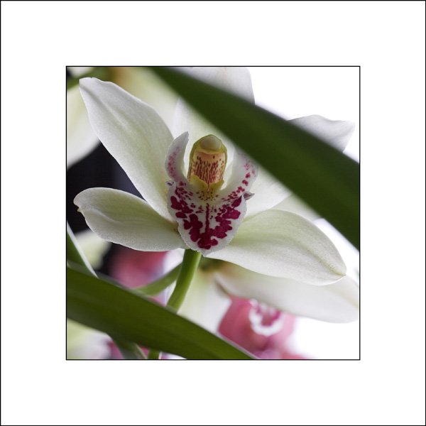 Orchidee002