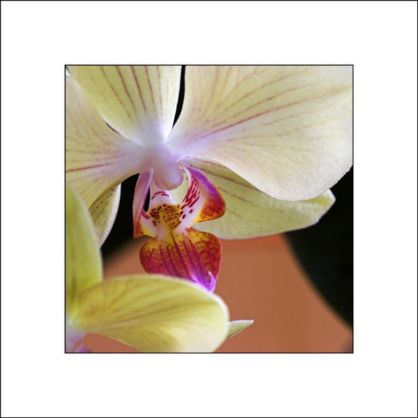 Orchidee003