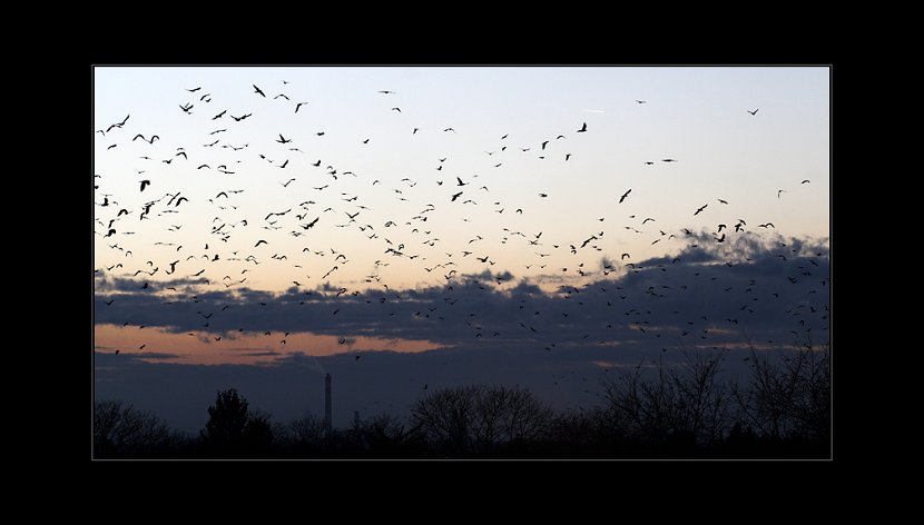 birds