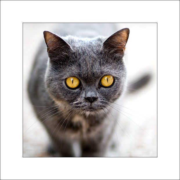cat2