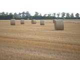 IMG_0007.CR2