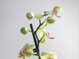 IMG_0968.CR2