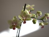 IMG_0991.CR2