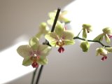 IMG_0998.CR2