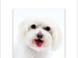 IMG_4236 dog.jpg